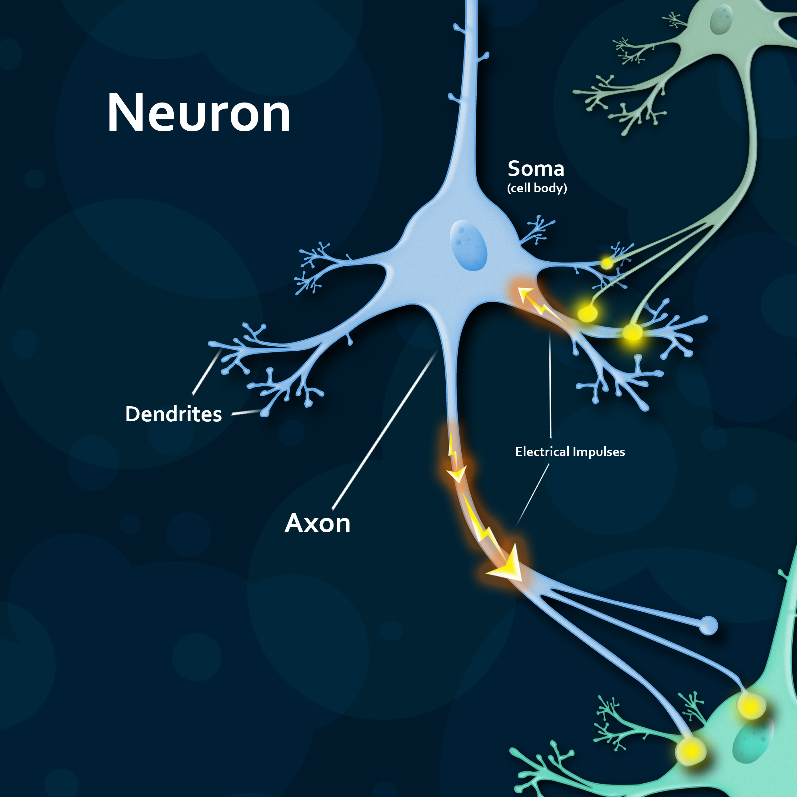 how many neurons in the brain